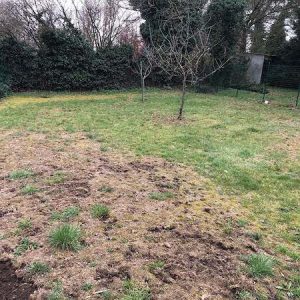 pelouse en sortie de l'hiver, endommagée avec des trous et de la mousse